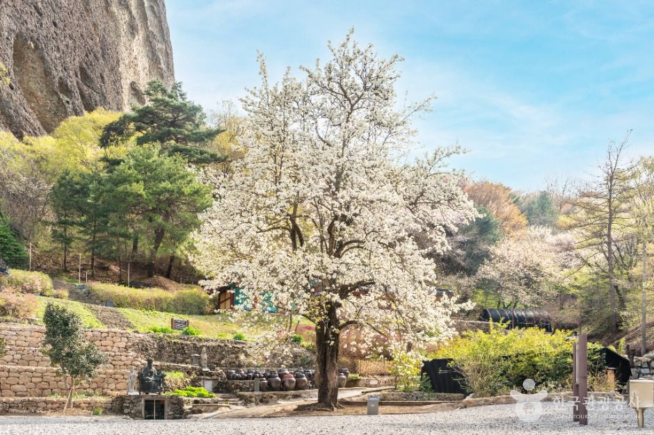 鎮安 銀水寺 青実梨の木