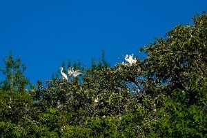상석리 왜가리(백로) 서식지
