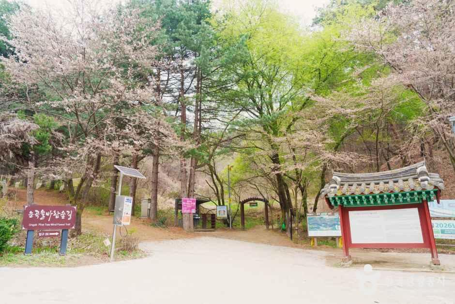 운곡솔바람숲길