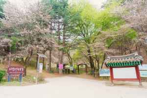 [원주 소풍길] 1코스 운곡솔바람숲길