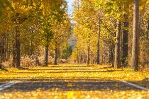 다산 좌학리 은행나무 숲