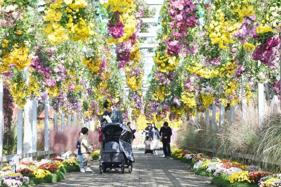 Koreanisches Chrysanthemenfestival (대한민국 국향대전)