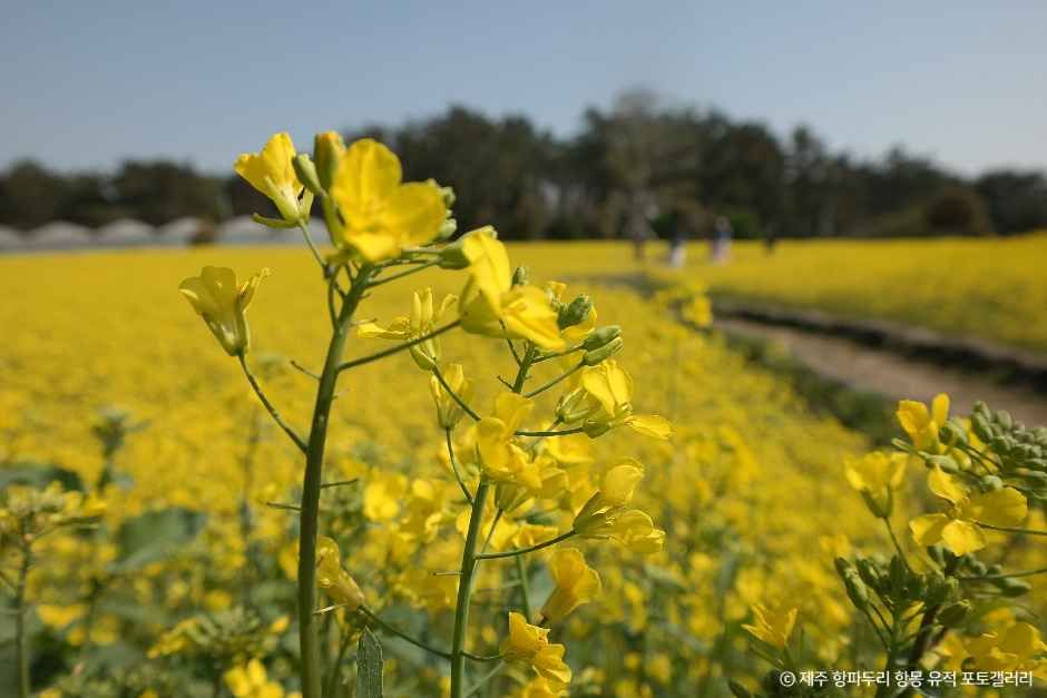 제주 항파두리 항몽 유적