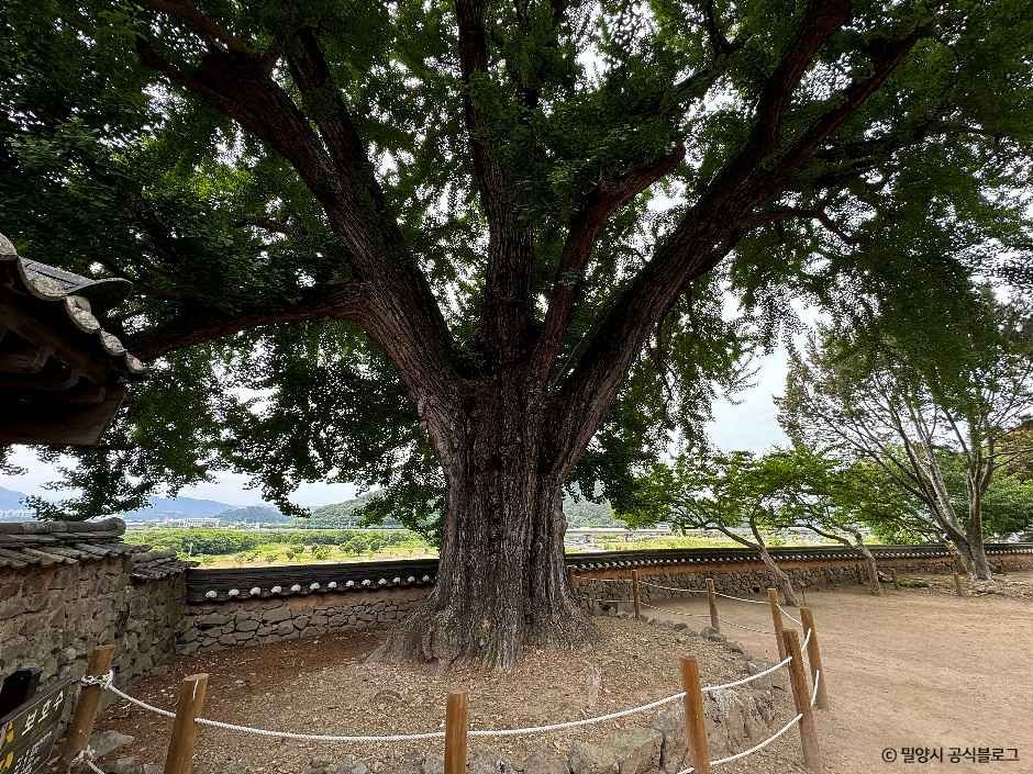 [밀양아리랑길 3코스] 금시당길