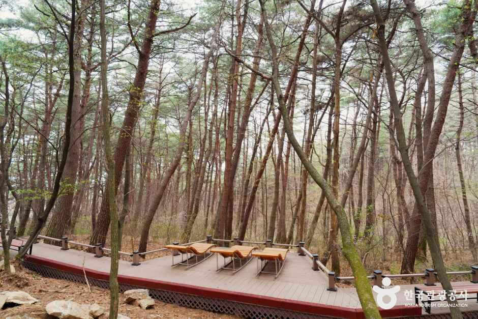 운곡솔바람숲길