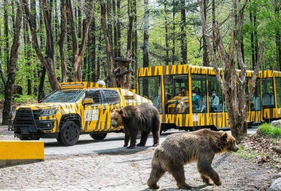 Everland Safari World