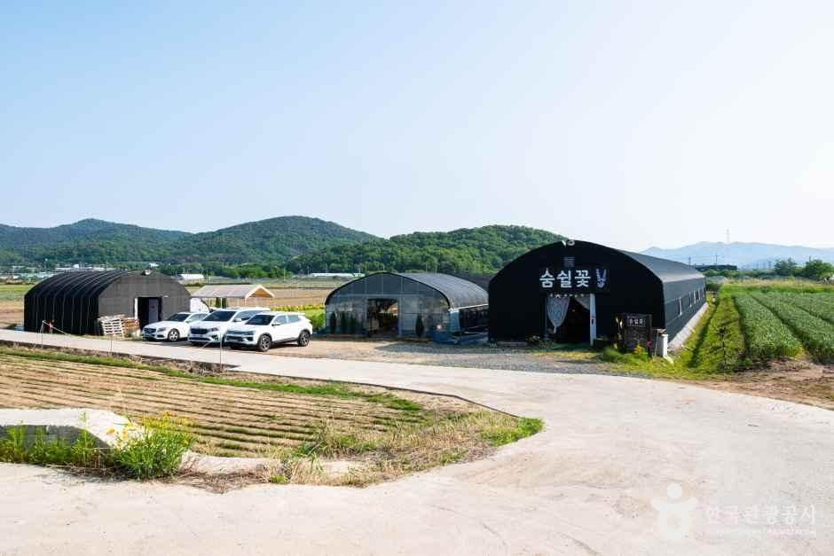 숨쉴꽃 허브 체험농장