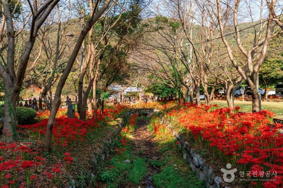 龙泉寺石蒜公园