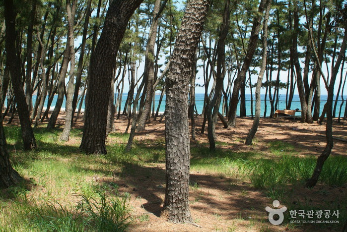 원평해변(원평해수욕장) 원평해변(원평해수욕장)