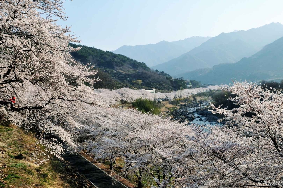Sipri Cherry Blossom Road