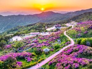 산청황매산철쭉제