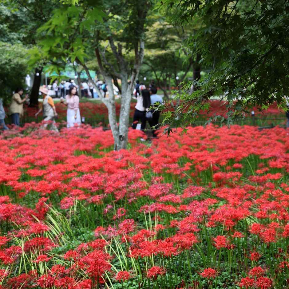Yeonggwang Bulgapsan Red Spider Lily Festival