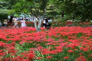 영광불갑산상사화축제