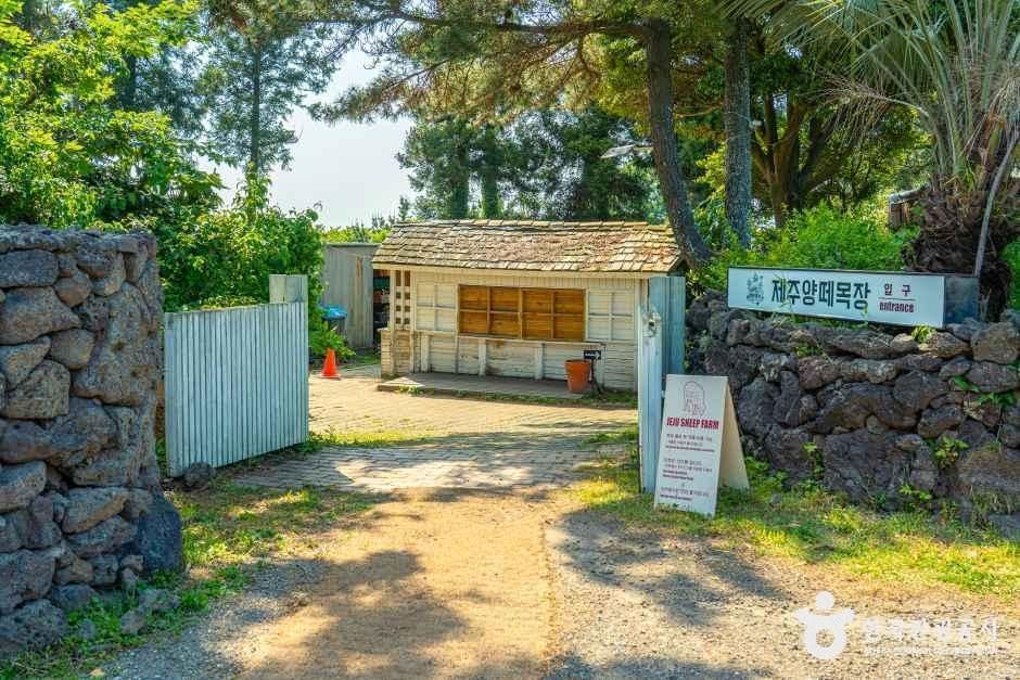제주양떼목장