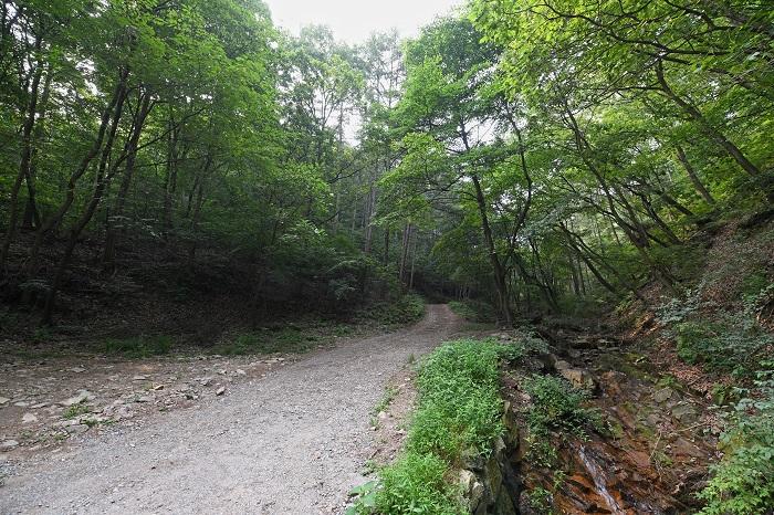 Forest trail with a gentle slope.