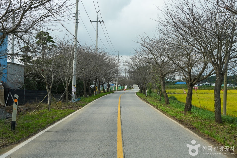 남면 벚꽃길