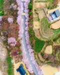 경남_하동_십리벚꽃길 (2) 미리보기