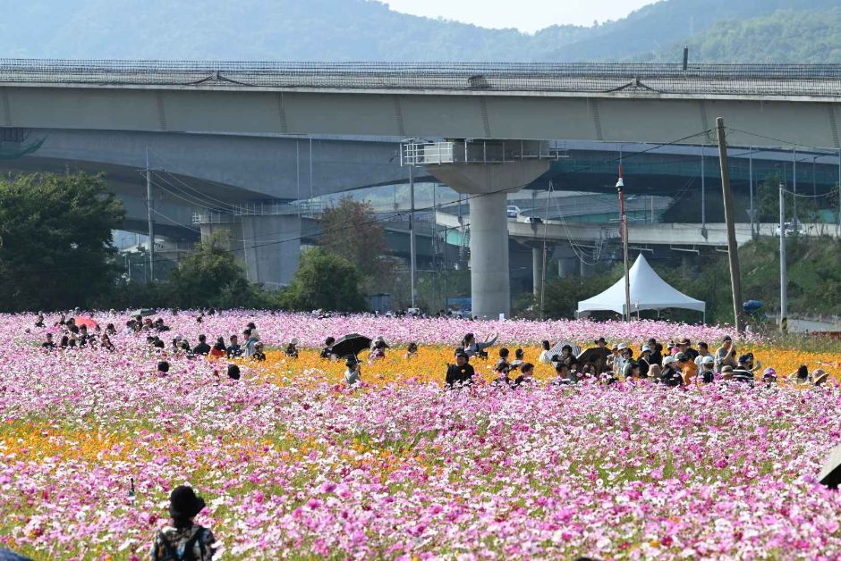 九里 コスモス祭り