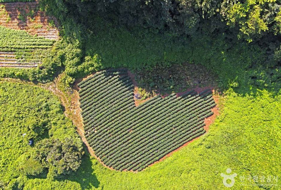 余川里溶蚀洼地群