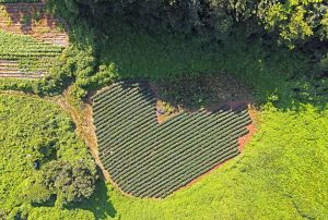 여천리 돌리네군