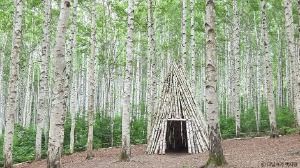 Wondaeri Birch Forest image 2