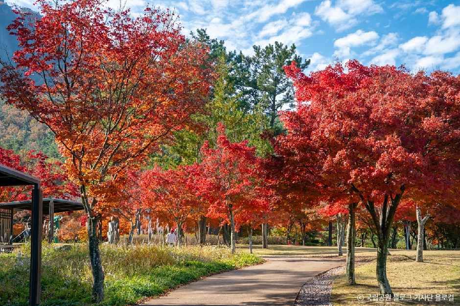 내장산조각공원