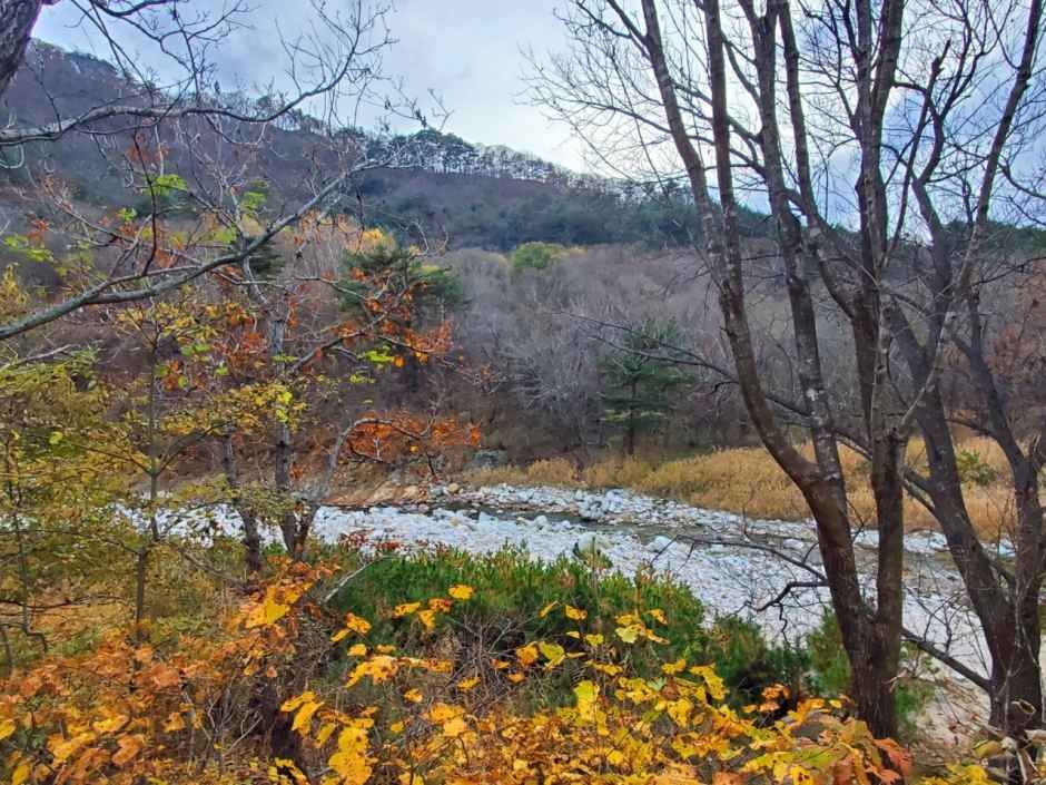 오색산새소리캠핑장