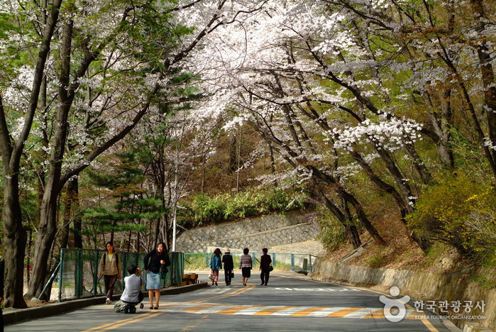 cherry blossoms in Seoul
