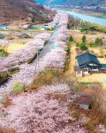 경남_하동_십리벚꽃길 (3) 미리보기
