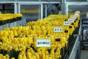 선인장다육식물연구소(구 선인장연구소) 사진 6