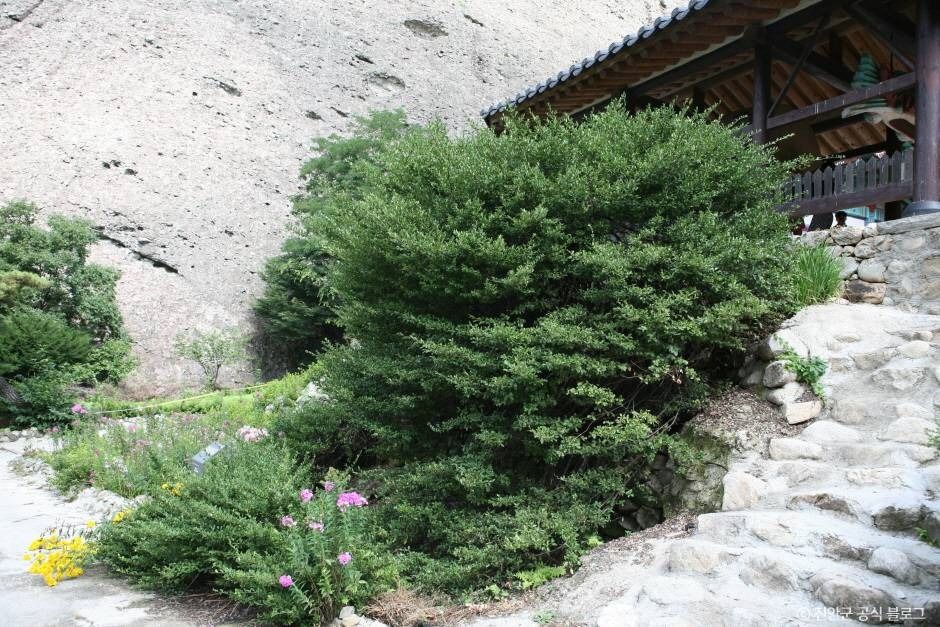 鎮安 馬耳山 ツルマサキ群落