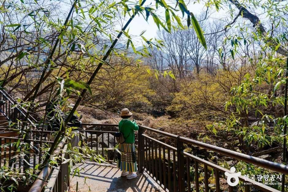 구례 산수유마을
