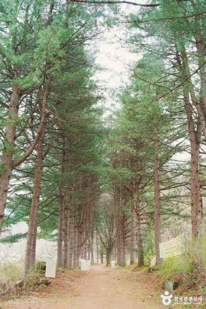 운곡솔바람숲길