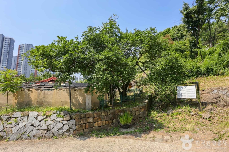 Gugu-dong Citrus Tree