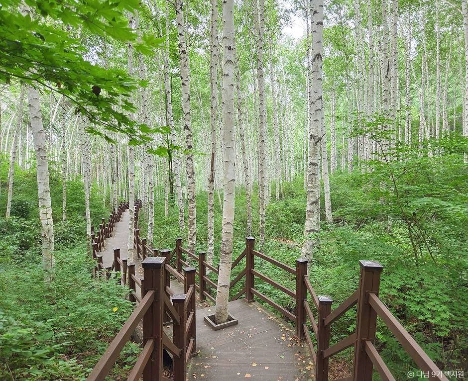 강원도 인제 여행 원대리 자작나무숲 주변 가볼만한곳 추천_인제 자작나무 숲_1-3