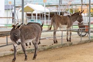 3577635 image3 1 예스키즈존 탐험대 : 실패 없는 육아여행