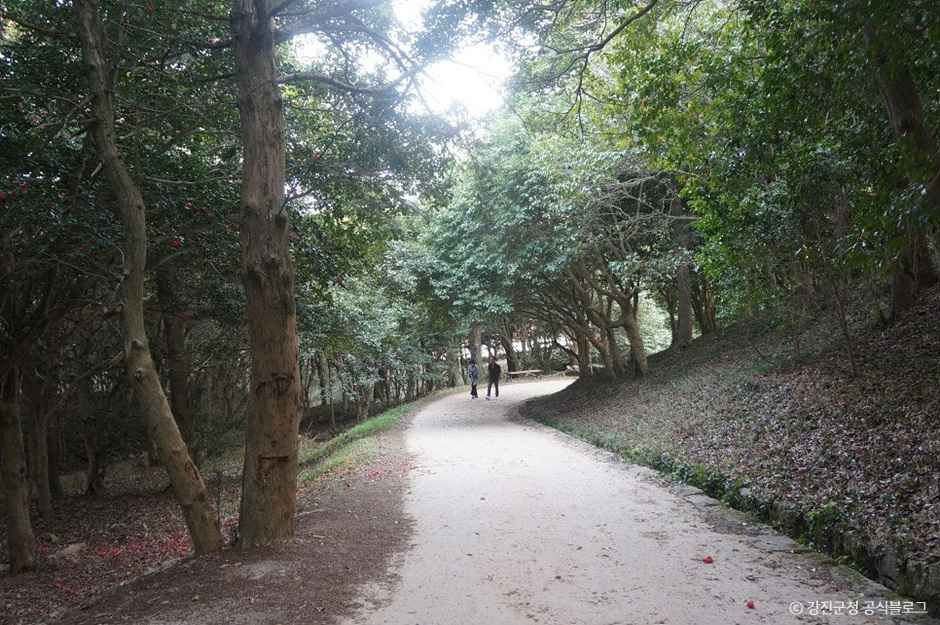 강진 백련사 동백나무 숲