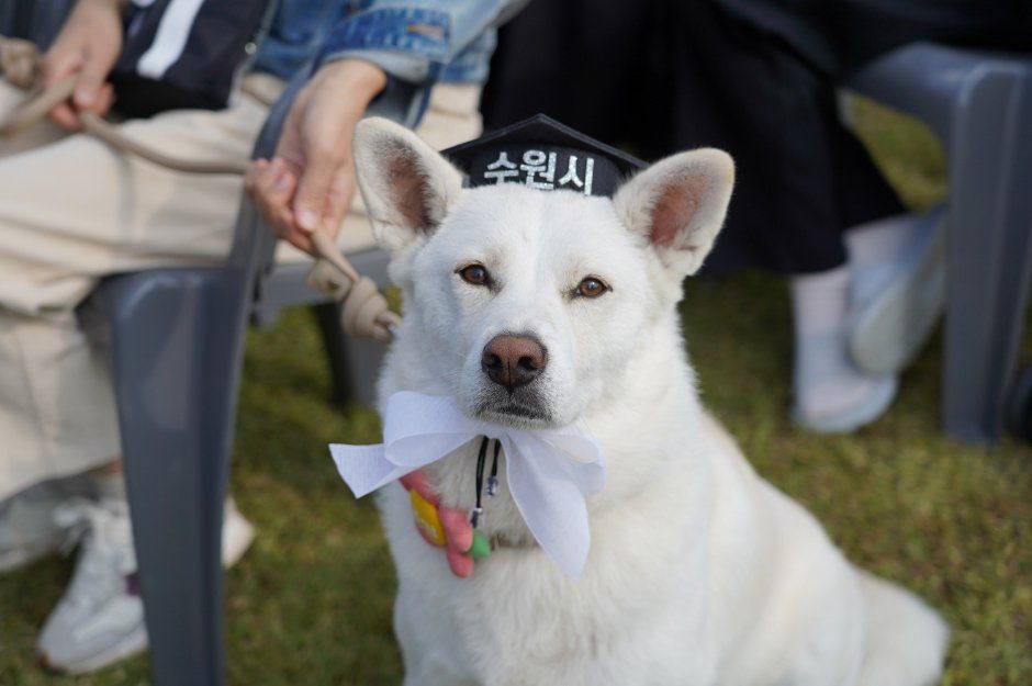 Suwon Special City Pet Harmony Festival