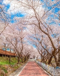 경남_하동_십리벚꽃길 (5) 미리보기