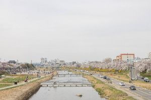 무심천 벚꽃 거리