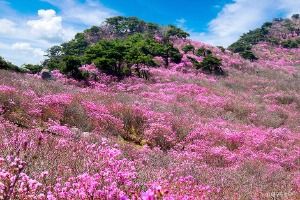 비슬산군립공원