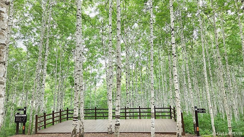 강원도 인제 여행 원대리 자작나무숲 주변 가볼만한곳 추천_인제 자작나무 숲_1-4