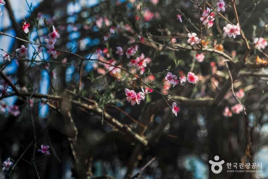 화성시 우리꽃식물원