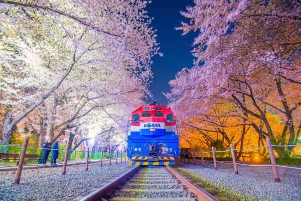 2026 Guide to Korea’s Best Spring Bloom Destinations: Top Spots from March to May