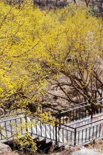 구례 산수유마을