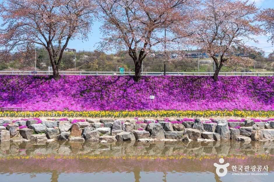 순창 양지천 꽃잔디길