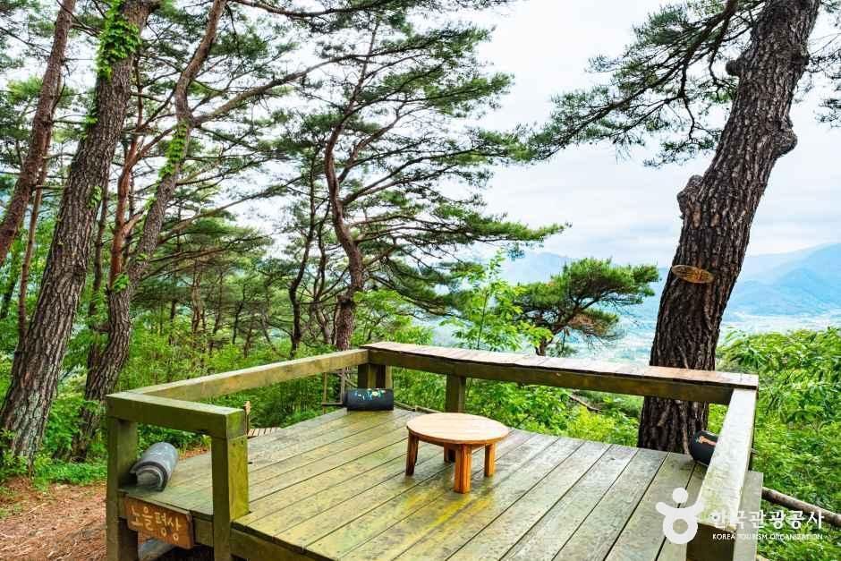숲의하루