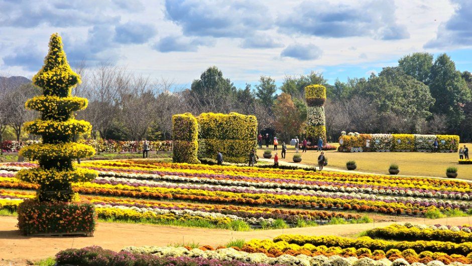 Yeoncheon Chrysanthemum Festival