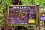 경북_봉화_서벽 금강소나무숲 (7)