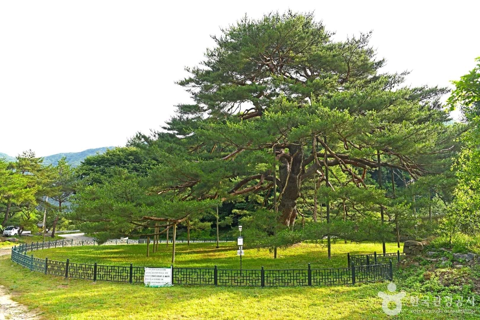 報恩 書院里の松